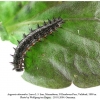 argynnis alexandra iran larva l3 a